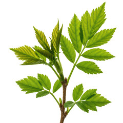 Green ash tree branch with leaves isolated on transparent background