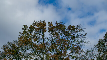 view of oak tree canopies under a blue sky with white clouds