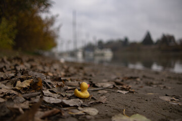 weathered rubber duck sits abandoned on a damp riverbank