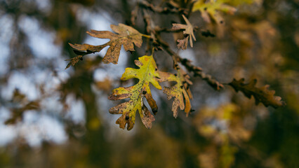 oak leaves display muted gold and brown tones as they cling to a branch