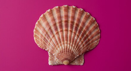 Fototapeta premium Detailed view of a scallop seashell on vibrant pink background