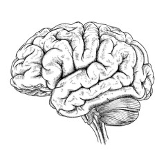 Illustration vector hand-drawn with dotted brain black and white