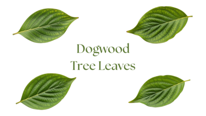 Dogwood Leaves PNG Set, Four Highly Detailed 4K Green Dogwood Tree Leaves with Oval Shape, Smooth Margins, and Arcuate Vein Pattern Isolated on White Background for Botanical Design