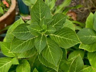 Hydrangea plant (Hydrangea macrophylla) with ovate serrated leaves in a healthy rosette pattern, ideal for garden study.
