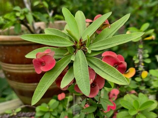 Euphorbia milii (Crown of Thorns) with red-pink bracts and green leaves in a garden setting near terracotta pot.