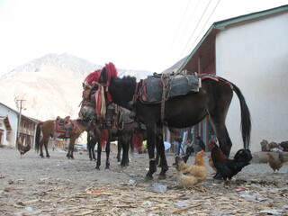 테벳의 옌징의 마을 풍경