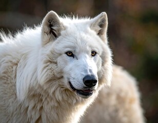 Obraz premium Close-up of a majestic white canid's face, focused on its expressive eyes