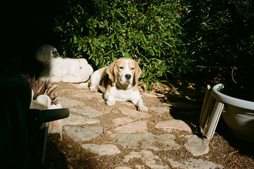 A dog lies quietly on a stone path surrounded by plants. The scene captures natural light hitting the relaxed animal as it rests peacefully on the ground. Analog film photo.