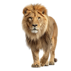 Male lion walking isolated on transparent background. Powerful wild animal for wildlife education, nature conservation, safari concept, animal illustration, and dramatic design projects.