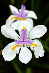 Close up of an African iris