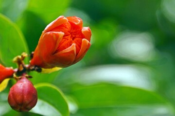 Close up of a Pomegranate blossom