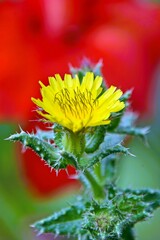 Close up of a yellow African thistle in my garden