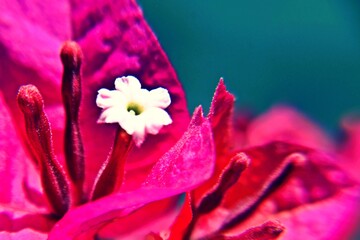 Close up of pink Bougainvillea blossoms