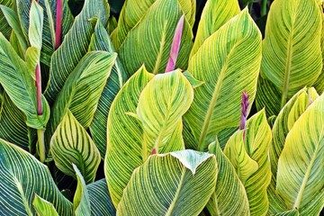 Close up of Canna Lily leaves