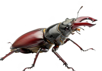 Stag Beetle with Large Mandibles and Reddish-Brown Elytra on transparent background