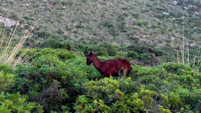 Female Mallorcan Wild Goat (Boc Balear) Grazing on Shrubs in Majorca