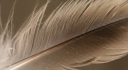 Closeup of a delicate feather with soft texture on a brown background  