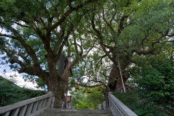 山王神社の被爆クスノキ（長崎市）