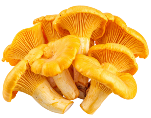 Fresh Golden Chanterelle Mushrooms, Wild Edible PNG Isolated”
