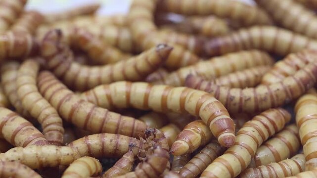 Giant Mealworms, larvae of the Zophobas Beetle. They are also known as Superworms or Morios