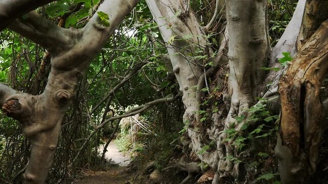Intertwined fig tree trunks line the Mammoth Route trail in Padul. Riparian vegetation creates a natural tunnel of branches and green leaves in the Granada wetlands, Spain.
