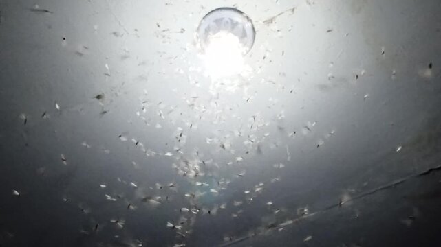 Winged termites swarming around a bright lamp at night, showing seasonal insect behavior and natural attraction to artificial light.