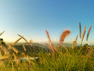 wheat field in summer