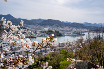 桜と尾道市の風景
