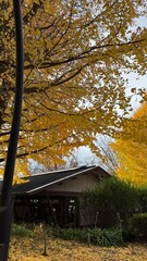 Ginkgo trees in December at Ueno Park, Tokyo, Japan.