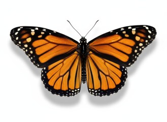 Fototapeta premium Monarch Butterfly with Open Wings.