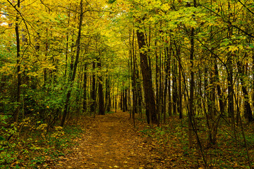 Obraz premium Forest path in autumn park covered with falling leaves. Beautiful woodland landscape during fall season for nature background.