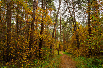 Obraz premium Forest path in autumn park with tall pine trees and golden foliage. Nature trail in seasonal woodland for outdoor activity. Scenic landscape.