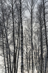 Fototapeta premium Sunbeams shining through snow-covered birch branches in a birch forest after a snowfall on a winter.