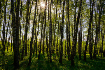 Fototapeta premium Sunlight filtering through the tall birch trees in a lush green forest, creating a serene and captivating natural landscape for nature enthusiasts.