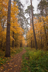 Fototapeta premium Forest path in autumn through tall pines and maple trees with golden yellow foliage. Natural beauty and tranquility perfect for background image and travel concept. Golden autumn.