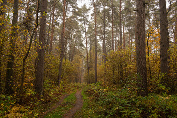 Forest path in autumn through tall pines and maple trees with golden yellow foliage. Natural beauty and tranquility perfect for background image and travel concept. Golden autumn.
