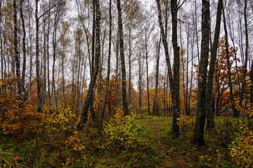 Obraz premium Autumn landscape with colorful trees and water on cloudy day. Scenic fall forest reflection in a still lake for nature photography.