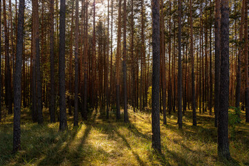 Obraz premium Sunrise or sunset in tall pine forest with long shadows on mossy ground. Nature landscape for tranquility and wilderness. Natural scenic view for wallpapers.
