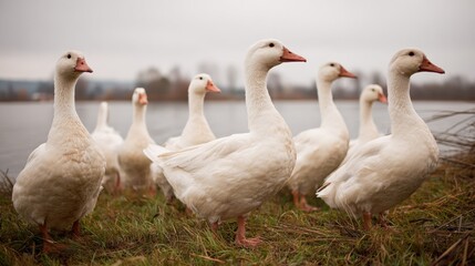 Obraz premium Flock of White Geese Gather by Lakeside: Captivating Wildlife Scene in Natural Habitat