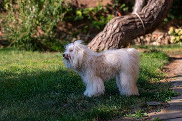 Dog, Havanese, outdoors, fluffy white dog standing alertly in lush green grass in a sunny garden setting.