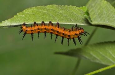 Gulf fritillary caterpillar Agraulis incarnata caterpillar insect on leaves nature pest control Springtime.