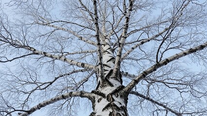 Majestic birch tree with bare branches against clear blue sky
