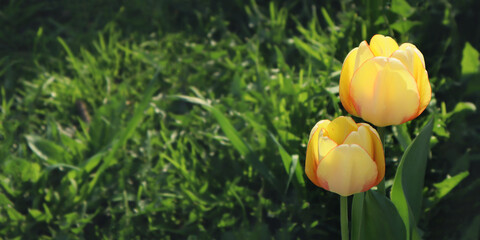 Yellow tulips in the garden. Natural spring floral background.