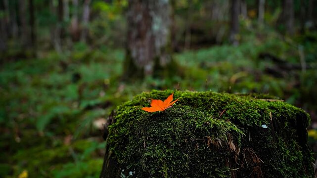 A vibrant orange leaf rests atop a moss-covered tree stump amidst a blurred forest background