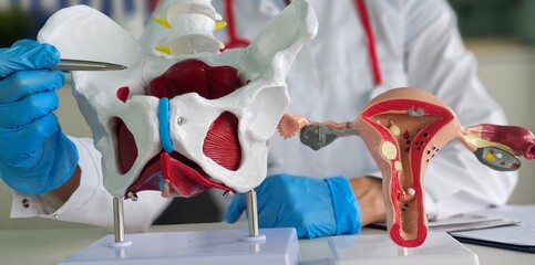 Gynecologist doctor holds model of bones of pelvic and anatomy of uterus