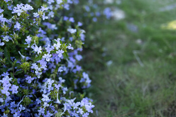 Blue flower bushes in garden with copy space for design