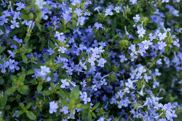 Close up of blue flowers on green bush for nature background