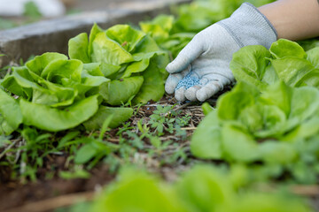 Precision application of synthetic fertilizer in vegetable production system