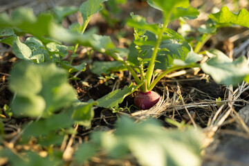 Red radish growing in soil with straw mulch in organic garden