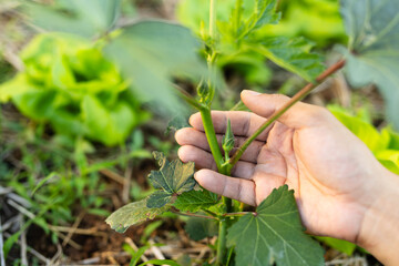 Checking okra fruit growth on plant in morning light